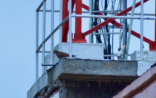 Eurasian Kestrel