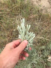 Artemisia tripartita