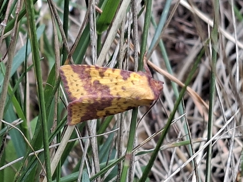 Pink-barred Sallow