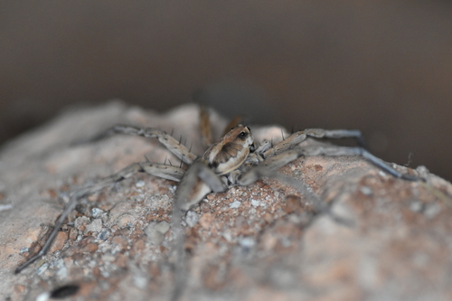 Lycosa fasciiventris