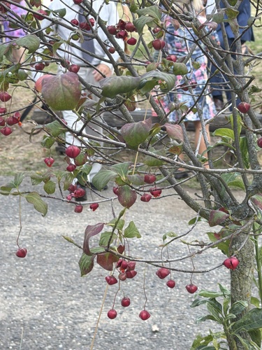 Spindle