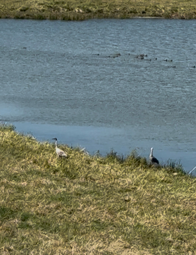 Sandhill Crane