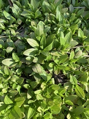 Saponaria officinalis