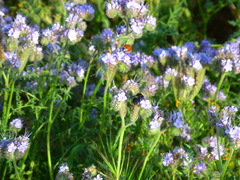 Bombus crotchii