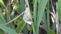 Emmiltis pygmaearia