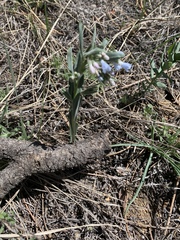 Mertensia lanceolata