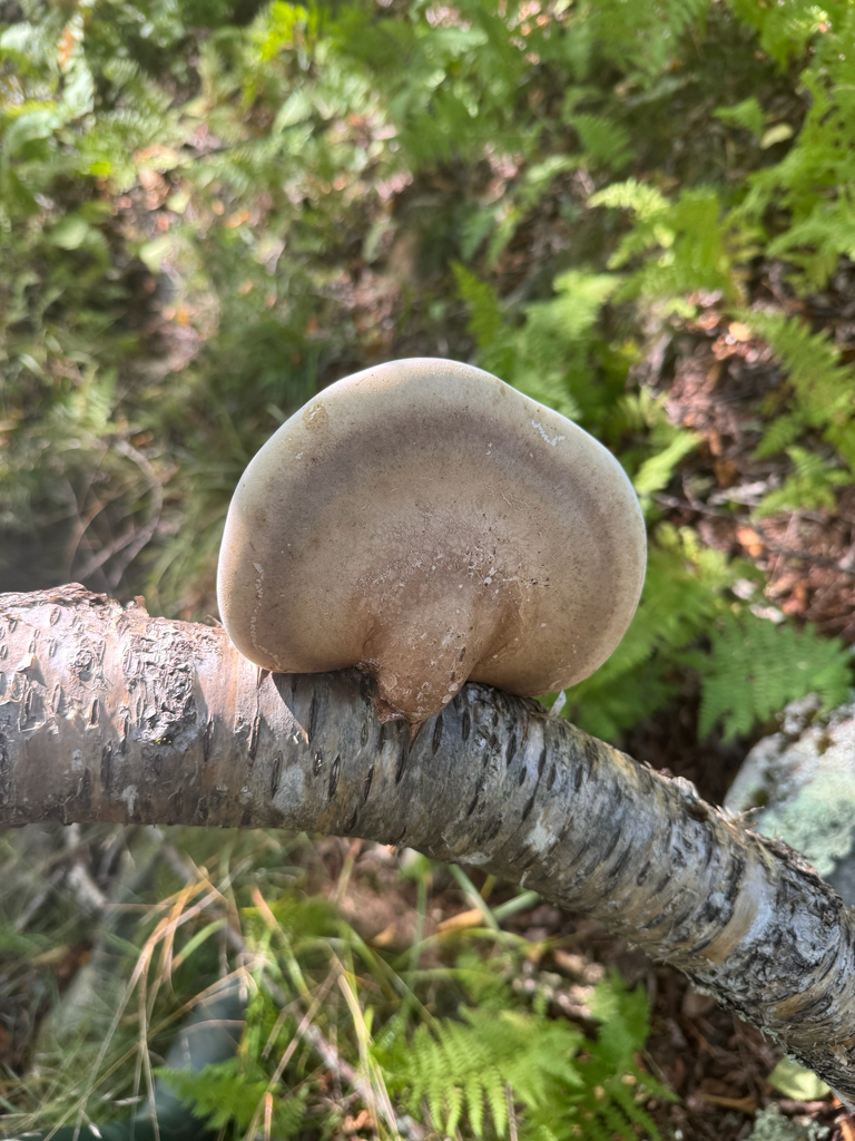 birch polypore · August 2026 · photo: Photo: (c) Jeff Clark, some rights reserved (CC BY) · iNaturalist