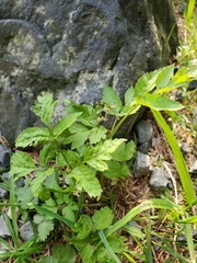 Osmorhiza purpurea