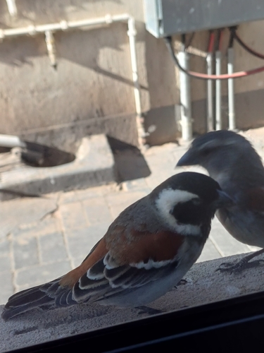 Arid Cape Sparrow