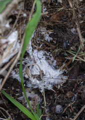 Armillaria luteobubalina