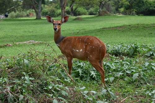Nile Bushbuck
