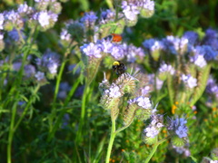 Bombus crotchii