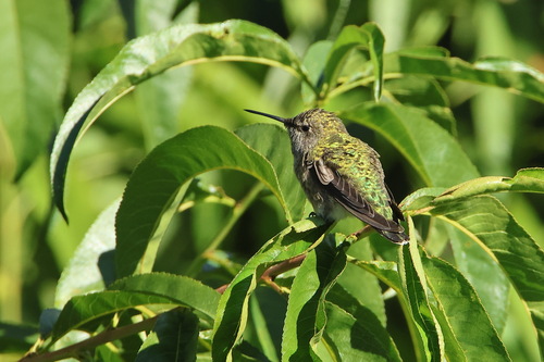 Anna's Hummingbird