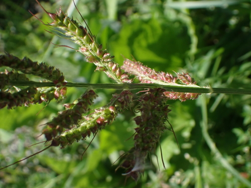 barnyardgrass