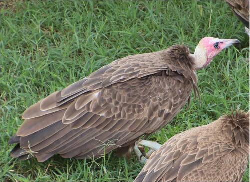 Hooded Vulture