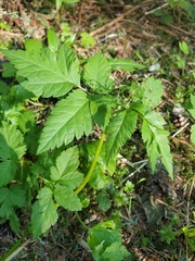 Osmorhiza purpurea
