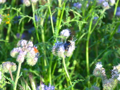 Bombus crotchii