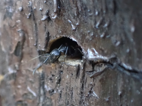 Hairy Carpenter Ant