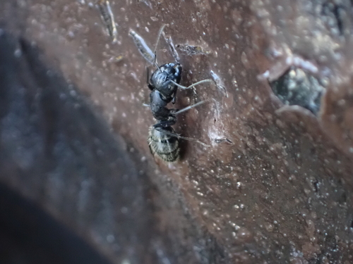 Hairy Carpenter Ant