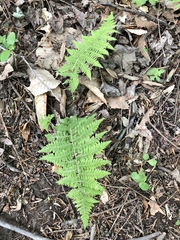 Dennstaedtia punctilobula