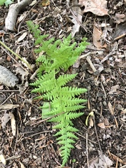 Dennstaedtia punctilobula