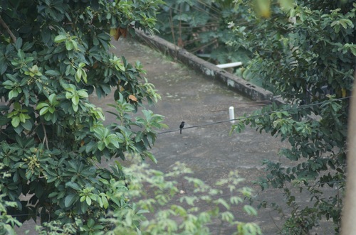 Northern Black-Flycatcher