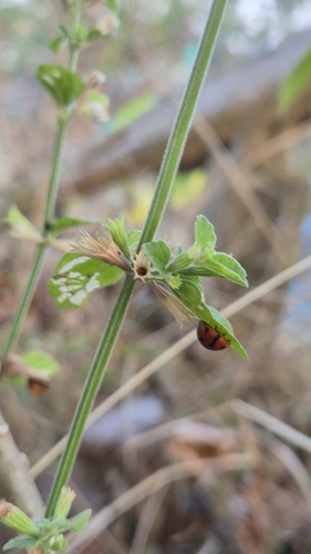 Henosepilachna diekei