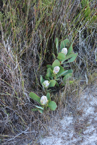 Protea speciosa, photograph 6