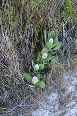 Protea speciosa, photograph (c) Tony Rebelo, some rights reserved (CC BY-SA)