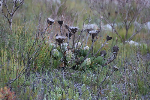 Protea speciosa, photograph 5