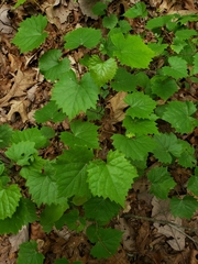 Vitis rotundifolia rotundifolia