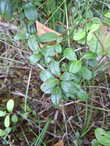 Lingonberry