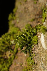 Orthotrichum stramineum