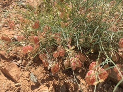 Astragalus ceramicus