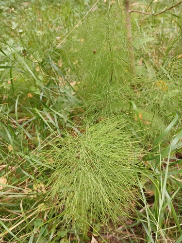 wood horsetail