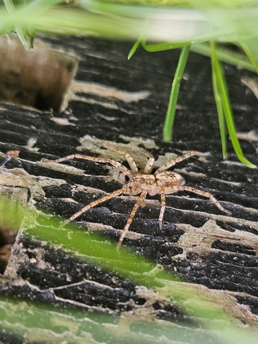 Buzzing Spider