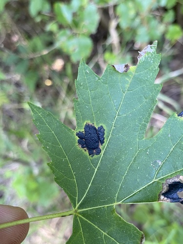 American Tar Spot