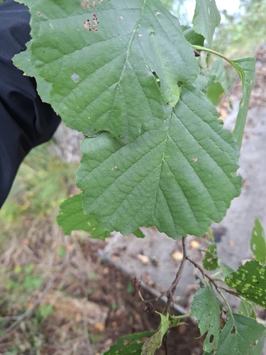 common alder