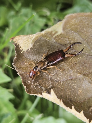 European Earwig