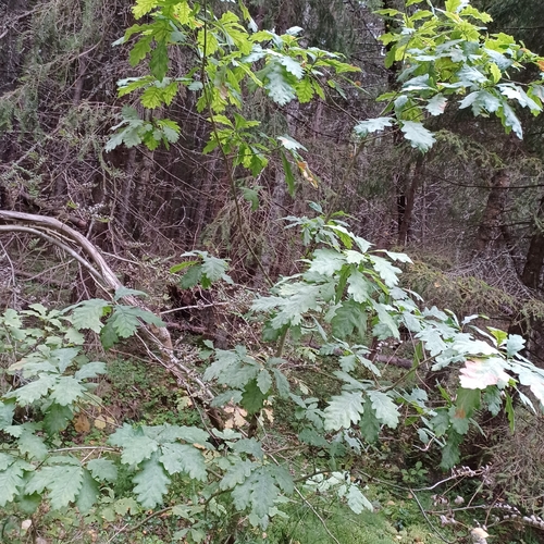 English oak