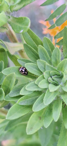 Fourteen-spotted Lady Beetle