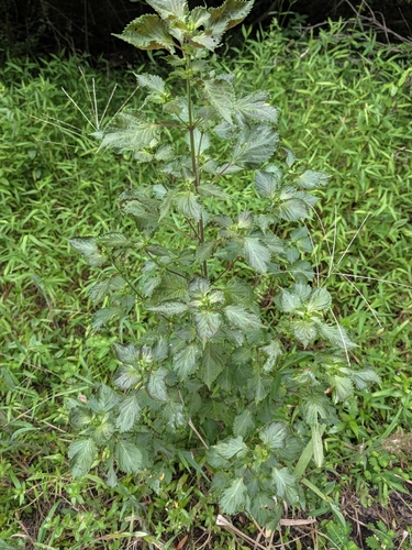 beefsteak plant