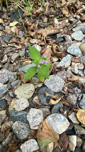 Bifid Hemp-nettle