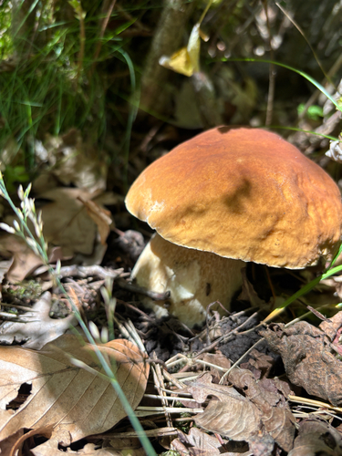 King Bolete