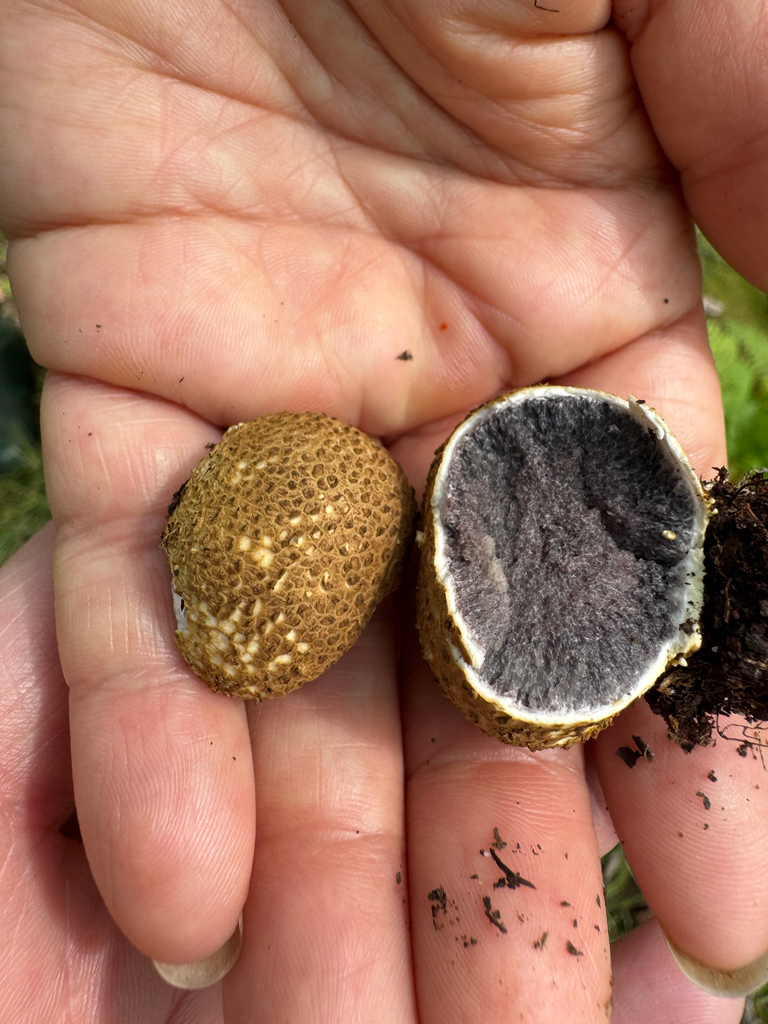 common earthball · August 2026 · photo: Photo: (c) Jeff Clark, some rights reserved (CC BY) · iNaturalist
