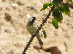 Passer domesticus tingitanus