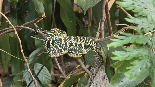 Wagler's Pit Viper