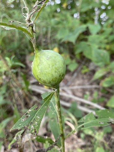Goldenrod Gall Fly