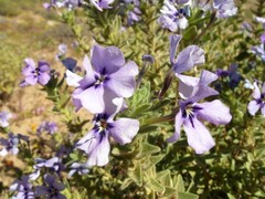 Jamesbrittenia fruticosa