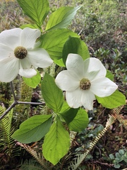 Cornus nuttallii